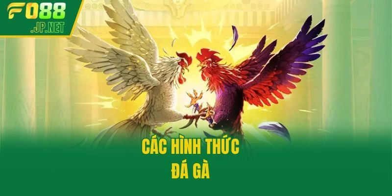 Các hình thức đá gà